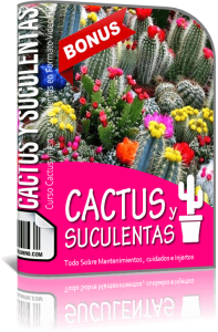Cactus y Suculentas